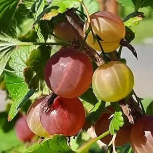 Gooseberry Live Plant for Edible Berries, Shrub 5-9 Inc Tall, USDA Zones 3-8 - Image 1