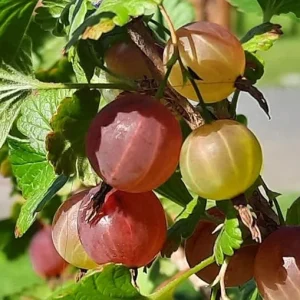 Gooseberry Live Plant for Edible Berries, Shrub 5-9 Inc Tall, USDA Zones 3-8 - Image 5