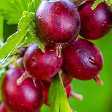 Gooseberry Live Plant – Fully Rooted Bush, 5-9 Inch Tall, Red Fruit - Image 1