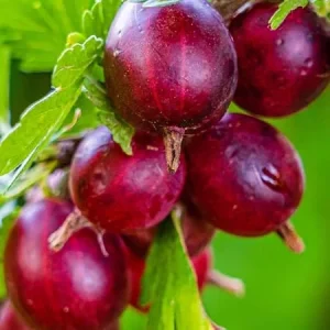 Gooseberry Live Plant – Fully Rooted Bush, 5-9 Inch Tall, Red Fruit - Image 2