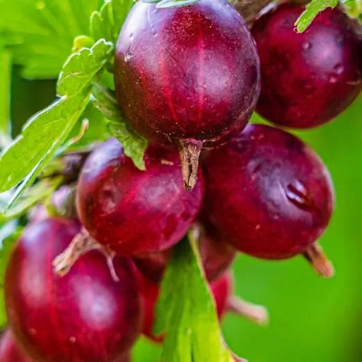 Gooseberry Live Plant – Fully Rooted Bush, 5-9 Inch Tall, Red Fruit - Image 4