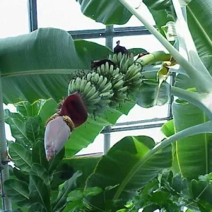 Gran Nain Banana Tree Live Plant - Dwarf Musa Variety, Produces Sweet Fruit - Image 1