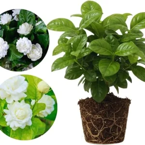 Grand Duke Jasmine Live Plants – Fragrant White Flowers, 2-Pack, 5-7'' Tall, Outdoor - Image 7