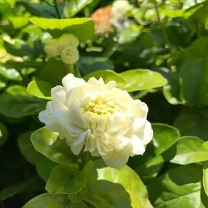 Grand Duke of Tuscany Arabian Jasmine Live Plant - 2-3 inch Fragrant White Flowers, Indoor/Outdoor - Image 2