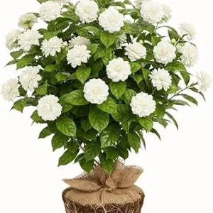 Grand Duke of Tuscany Jasmine Live Plant, 5-7 Inch Tall, Fragrant Flowers - Image 4