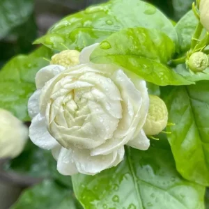 Grand Duke of Tuscany Jasmine Live Plant – Jasminum Sambac – Fragrant Double White Flowers – 5-8 Inch Tall - Image 4