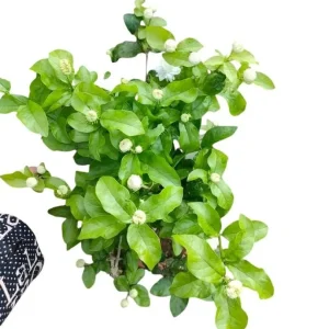 Grand Duke of Tuscany Jasmine Live Plant – Jasminum Sambac – Fragrant Double White Flowers – 5-8 Inch Tall - Image 5