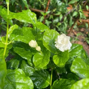 Grand Duke of Tuscany Jasmine Live Plant – Jasminum Sambac – Fragrant Double White Flowers – 5-8 Inch Tall - Image 7