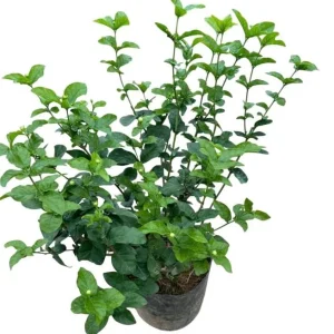 Grand Duke of Tuscany Jasmine Live Plant – Jasminum Sambac – Fragrant Double White Flowers – 5-8 Inch Tall - Image 1