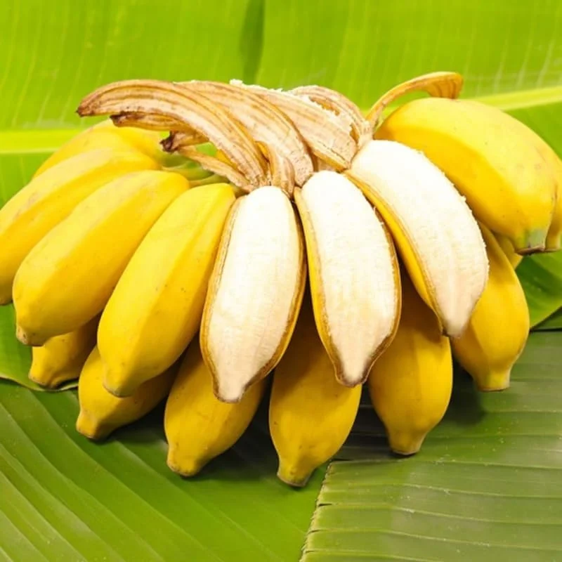 Grand Nain Banana Live Plant - Musa Tree, Tropical Fruit, Cold Hardy - Image 1