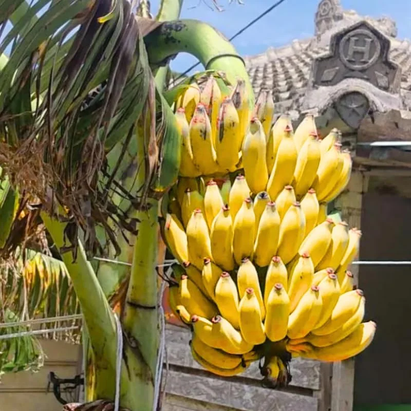 Grand Nain Banana Live Plant - Musa Tree, Tropical Fruit, Cold Hardy - Image 2