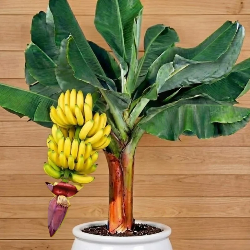 Grand Nain Banana Live Plant - Musa Tree, Tropical Fruit, Cold Hardy - Image 3