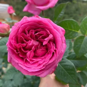 Grande Dame Hybrid Tea Rose Plant – Deep Pink – Fragrant Blooms – Live Plant – 5-7 Inch Tall - Image 3
