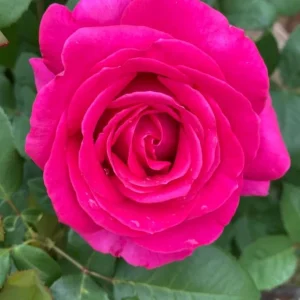 Grande Dame Hybrid Tea Rose Plant – Deep Pink – Fragrant Blooms – Live Plant – 5-7 Inch Tall - Image 6