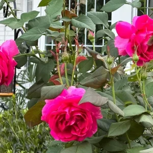 Grande Dame Hybrid Tea Rose Plant – Deep Pink – Fragrant Blooms – Live Plant – 5-7 Inch Tall - Image 7