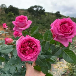 Grande Dame Hybrid Tea Rose Plant – Deep Pink – Fragrant Blooms – Live Plant – 5-7 Inch Tall - Image 9