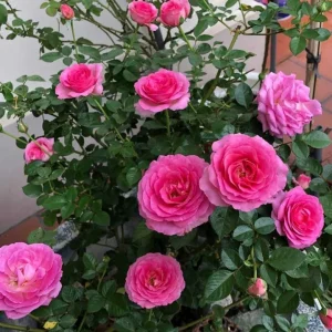 Grande Dame Hybrid Tea Rose Plant – Deep Pink – Fragrant Blooms – Live Plant – 5-7 Inch Tall - Image 1
