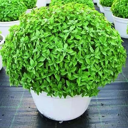 Greek Basil Live Plant - 6 Pack, 4-7 Inches Tall - Culinary Herb for Indoor/Outdoor Garden - Image 2