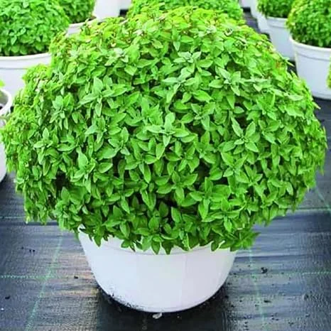 Greek Basil Live Plant - 6 Pack, 4-7 Inches Tall - Culinary Herb for Indoor/Outdoor Garden - Image 5