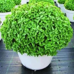 Greek Basil Live Plant - 6 Pack, 4-7 Inches Tall - Culinary Herb for Indoor/Outdoor Garden - Image 7