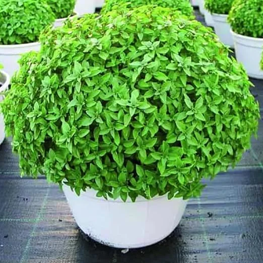 Greek Basil Live Plant - 6 Pack, 4-7 Inches Tall - Culinary Herb for Indoor/Outdoor Garden - Image 7