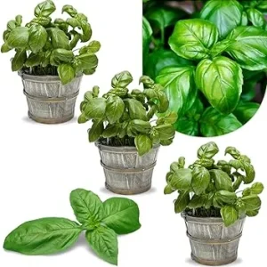Greek Basil Live Plant Seedlings - 3-Pack, 4-7 Inches Tall, Culinary Herb for Indoor/Outdoor Garden - Image 3