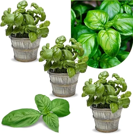 Greek Basil Live Plant Seedlings - 3-Pack, 4-7 Inches Tall, Culinary Herb for Indoor/Outdoor Garden - Image 6