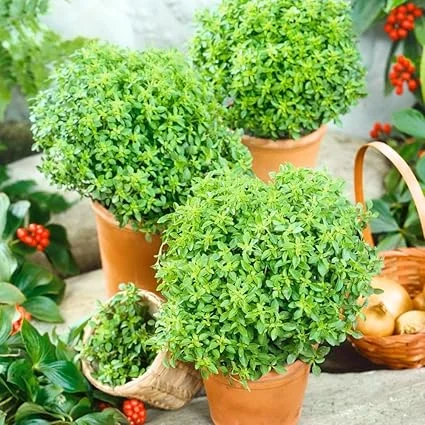 Greek Basil Live Plant - Set of 3, 4-7 Inches Tall - Sweet Culinary Herb - Image 2