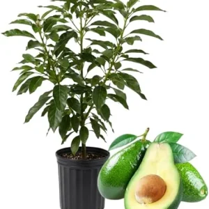 Green Avocado Tree Live Plant – 3 Feet Tall, 2 Years Old Seedling - Image 5