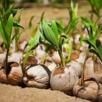 Green Coconut Tree Live Plant – Sprouted Seedling, 6-8 Inch Tall, Edible Fruit, Zones 10-11 - Image 7