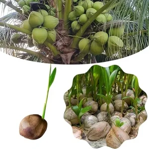 Green Coconut Tree Live Plant - Sprouted Tropical Fruit Tree, 6-8 Inch Tall, Outdoor - Image 3