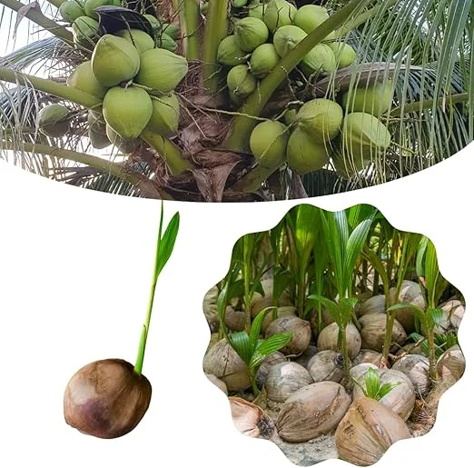Green Coconut Tree Live Plant - Sprouted Tropical Fruit Tree, 6-8 Inch Tall, Outdoor - Image 5