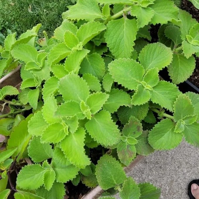 Green Cuban Oregano Live Plant 4 inch Pot - Easy Care Herb - Image 2