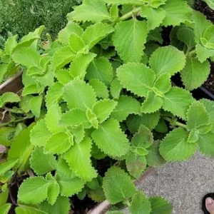 Green Cuban Oregano Live Plant 4 inch Pot - Easy Care Herb - Image 4
