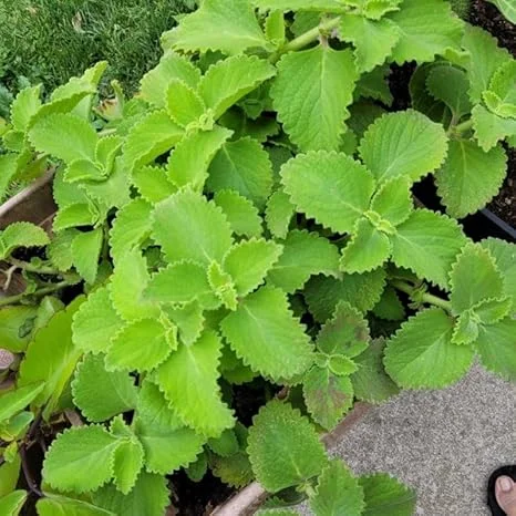 Green Cuban Oregano Live Plant 4 inch Pot - Easy Care Herb - Image 5