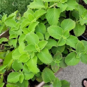 Green Cuban Oregano Live Plant 4 inch Pot - Easy Care Herb - Image 6