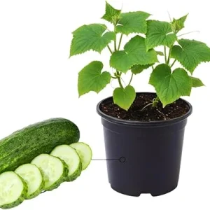 Green Cucumber Live Plants - 2 Pack, 5-9 Inches Tall, Fast Growing Vegetable for Outdoor Garden - Image 1