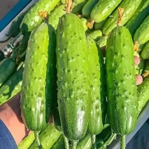 Green Cucumber Live Plants - 2 Pack, 5-9'' Tall, Fast Growing Outdoor Vegetable Garden - Image 3