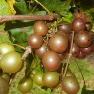 Green Grape Vine Live Plant – 1-2 Year Old Bareroot – Sweet Fruit - Image 3