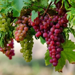 Green Grape Vine Live Plant, 1-2 Year Old, Sweet Fruit, Bare Root - Image 3