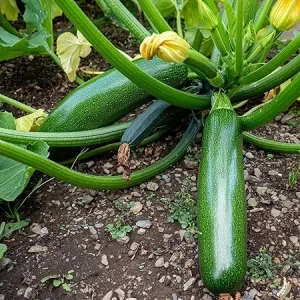 Green Zucchini Live Plants, 2-Pack, 3-6 Inch Tall, Outdoor Garden - Image 4