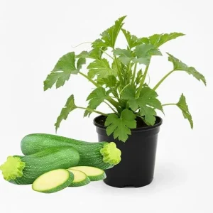 Green Zucchini Live Plants - 2 Pack, 4 Inch Potted, Fast Growing Squash Vegetable for Garden - Image 1