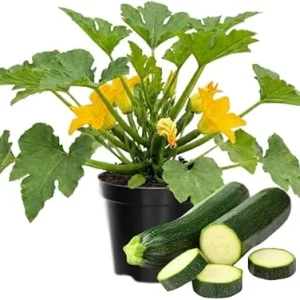Green Zucchini Squash Plants Live - Set of 2, 4-Inch Pot, Vegetable Plant - Image 6