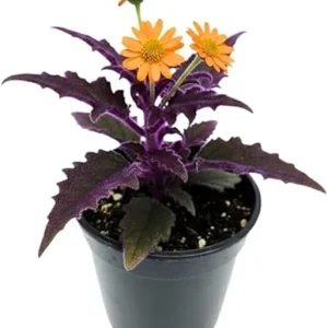 Gynura Purple Passion Live Plant – 2 Pack, 4-8” Tall Indoor Houseplant - Image 1