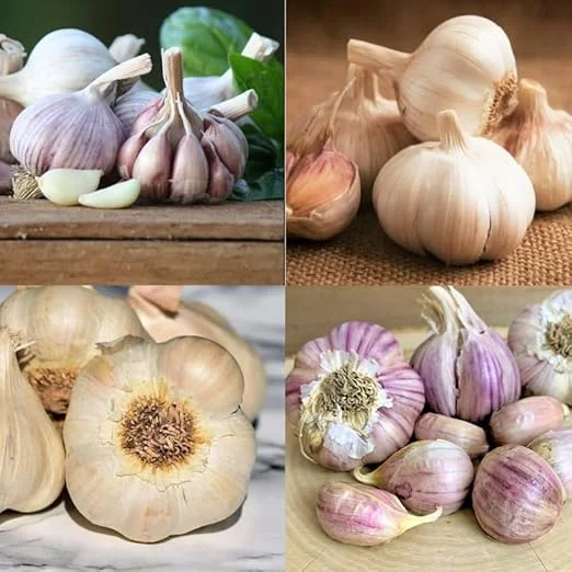 Hardneck Garlic Bulbs for Planting - 4 Mixed Varieties, Approx. 1/2 LB - Image 3
