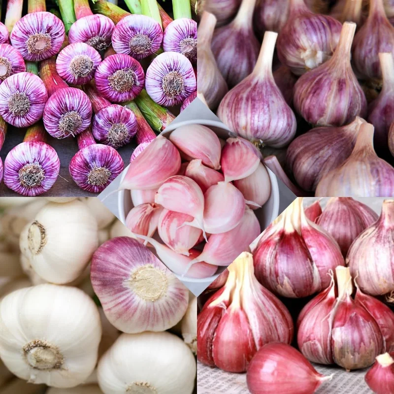 Hardneck Music Garlic Bulbs for Planting - 8-10 Count, High Yield, Fall Planting - Image 5