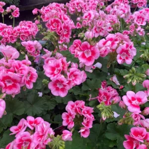 Hardy Geranium Live Plant – Fragrant Bicolor Flower – Rose Mega Splash Pelargonium – 5-8" Tall Outdoor Plant - Image 2