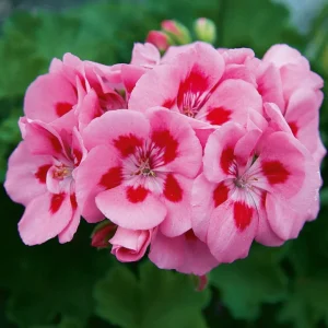 Hardy Geranium Live Plant – Fragrant Bicolor Flower – Rose Mega Splash Pelargonium – 5-8