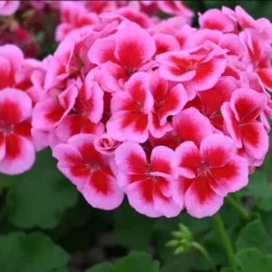 Hardy Geranium Live Plant – Fragrant Bicolor Flower – Rose Mega Splash Pelargonium – 5-8