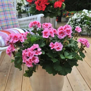 Hardy Geranium Live Plant – Fragrant Bicolor Flower – Rose Mega Splash Pelargonium – 5-8